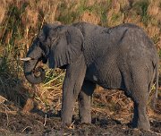 DPPhotography - Namibia - Savanna elephant - AG