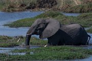 DPPhotography - Namibia - Savanna elephant - B