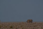 DPPhotography - Namibia - Savanna elephant - C