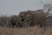 DPPhotography - Namibia - Savanna elephant - D