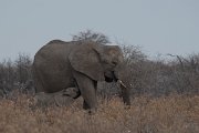 DPPhotography - Namibia - Savanna elephant - E