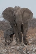 DPPhotography - Namibia - Savanna elephant - F