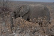 DPPhotography - Namibia - Savanna elephant - G