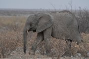 DPPhotography - Namibia - Savanna elephant - I