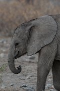 DPPhotography - Namibia - Savanna elephant - J