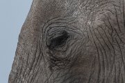 DPPhotography - Namibia - Savanna elephant - K