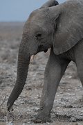 DPPhotography - Namibia - Savanna elephant - M