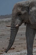DPPhotography - Namibia - Savanna elephant - N