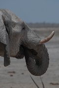 DPPhotography - Namibia - Savanna elephant - O