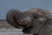 DPPhotography - Namibia - Savanna elephant - Q