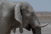 DPPhotography - Namibia - Savanna elephant - R