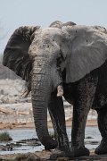 DPPhotography - Namibia - Savanna elephant - S