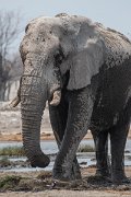 DPPhotography - Namibia - Savanna elephant - T
