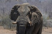 DPPhotography - Namibia - Savanna elephant - V