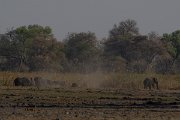 DPPhotography - Namibia - Savanna elephant - X