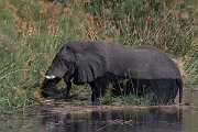 DPPhotography - Namibia - Savanna elephant - Y