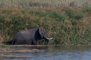 DPPhotography - Namibia - Savanna elephant - Z