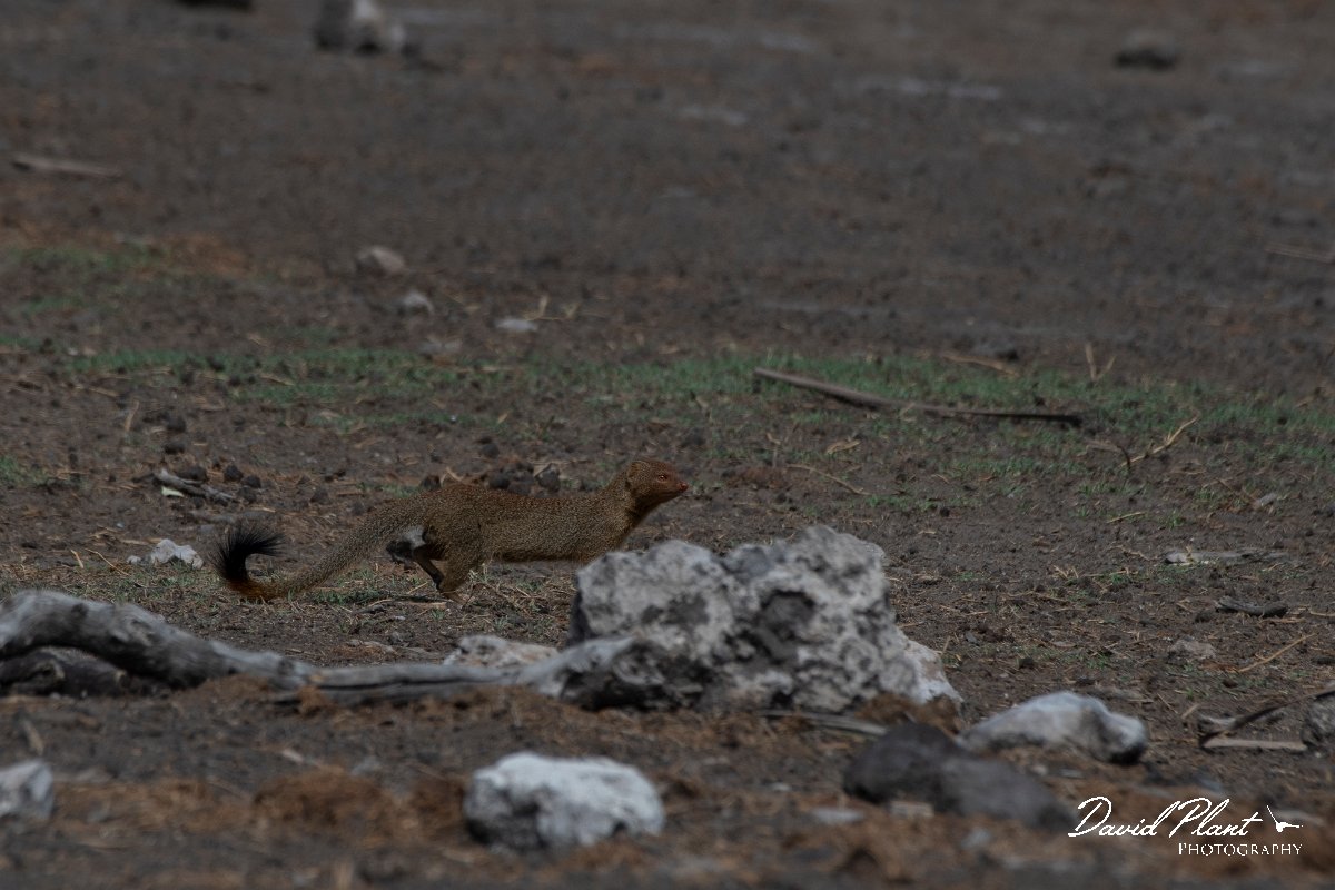 DPPhotography - Namibia - Slender mongoose - A.jpg - Slender mongoose - Etosha National Park