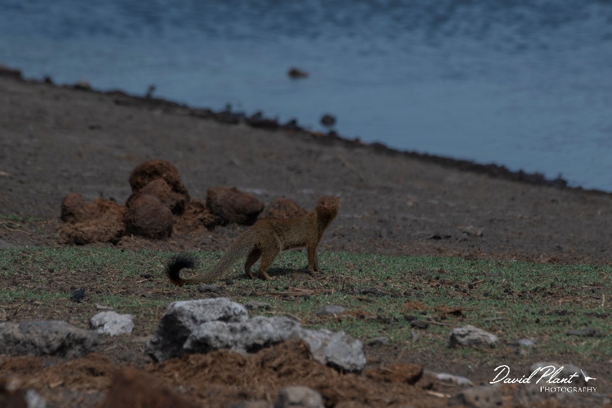 DPPhotography - Namibia - Slender mongoose - B.jpg - Slender mongoose - Etosha National Park