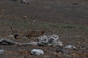 DPPhotography - Namibia - Slender mongoose - A