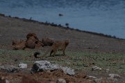 DPPhotography - Namibia - Slender mongoose - B