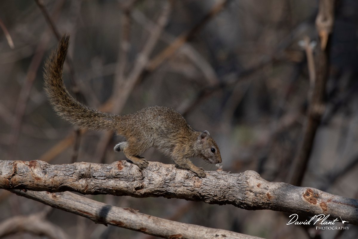 DPPhotography - Namibia - Smith's bush squirrel - A.jpg - Smith's bush squirrel - Buffalo Core Area
