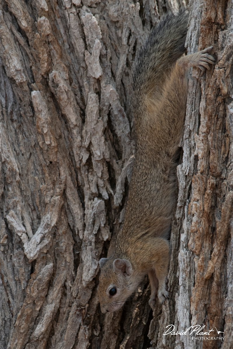 DPPhotography - Namibia - Smith's bush squirrel - B.jpg - Smith's bush squirrel - Etosha National Park