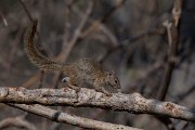DPPhotography - Namibia - Smith's bush squirrel - A