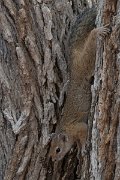 DPPhotography - Namibia - Smith's bush squirrel - B