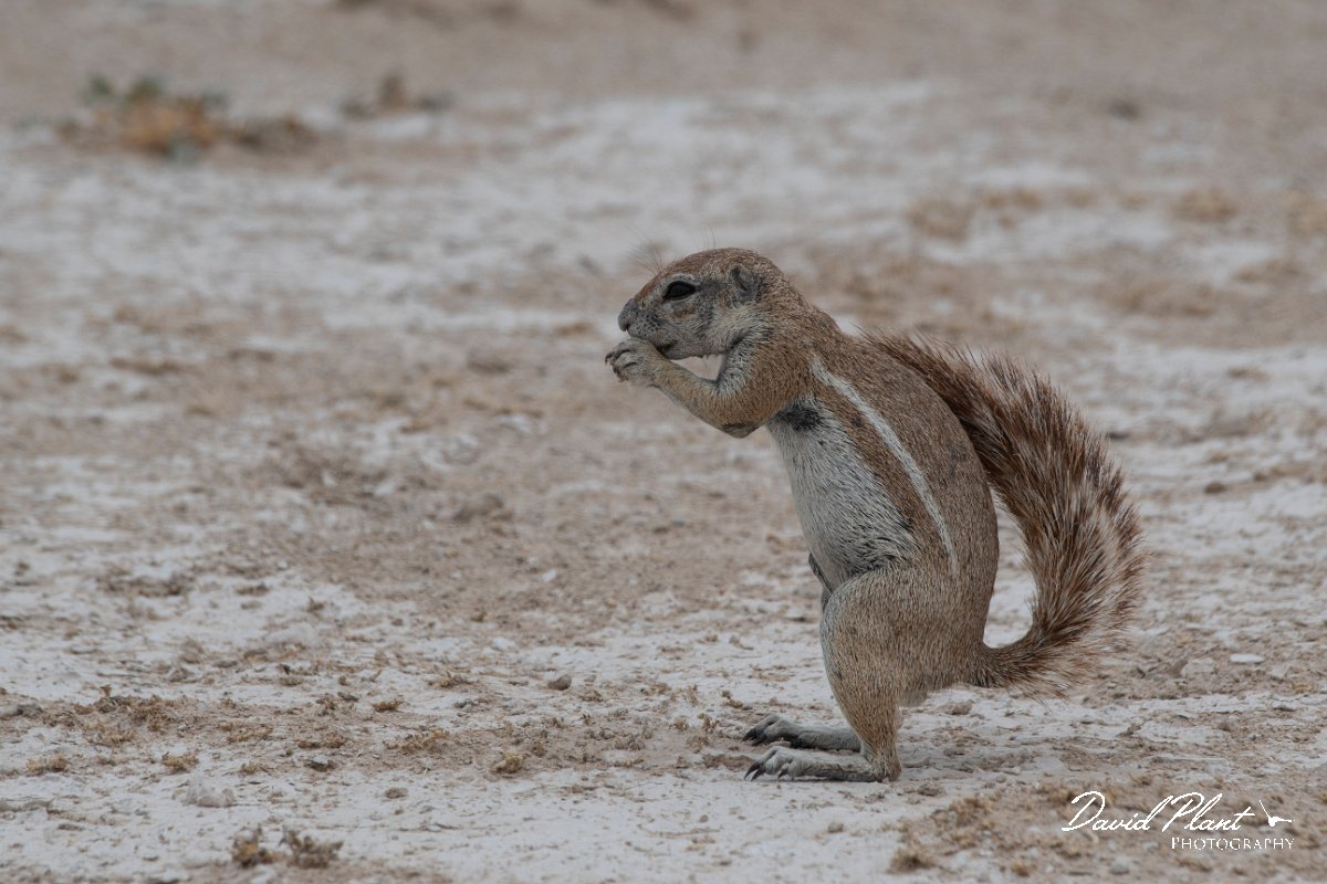 DPPhotography - Namibia - South African ground squirrel - A.jpg - South African ground squirrel - Etosha National Park