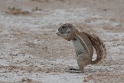 DPPhotography - Namibia - South African ground squirrel - A