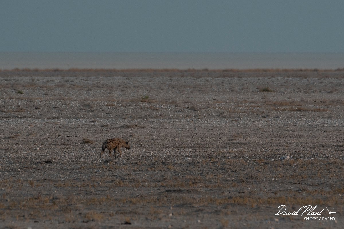 DPPhotography - Namibia - Spotted hyena - A.jpg - Spotted hyena - Etosha National Park