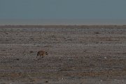 DPPhotography - Namibia - Spotted hyena - A