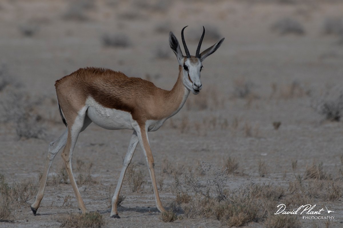 DPPhotography - Namibia - Springbok - A.jpg - Springbok female - Etosha National Park
