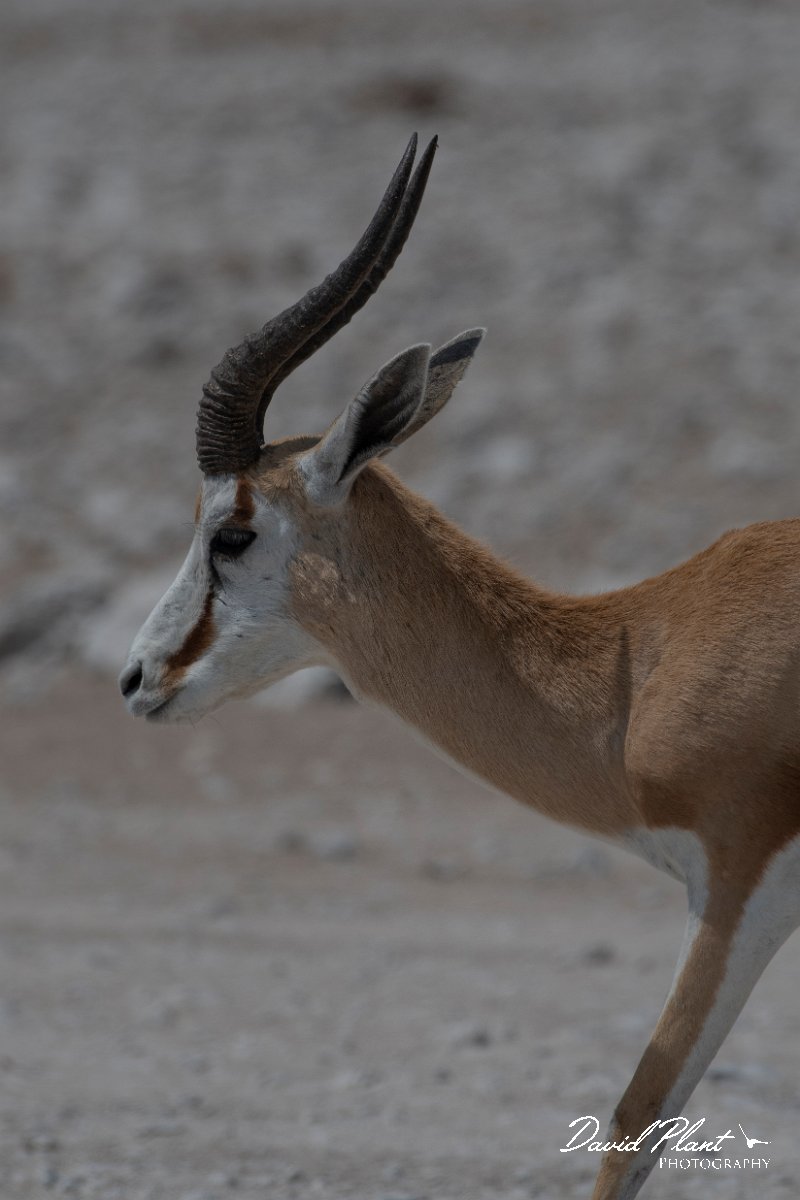 DPPhotography - Namibia - Springbok - B.jpg - Springbok male - Etosha National Park