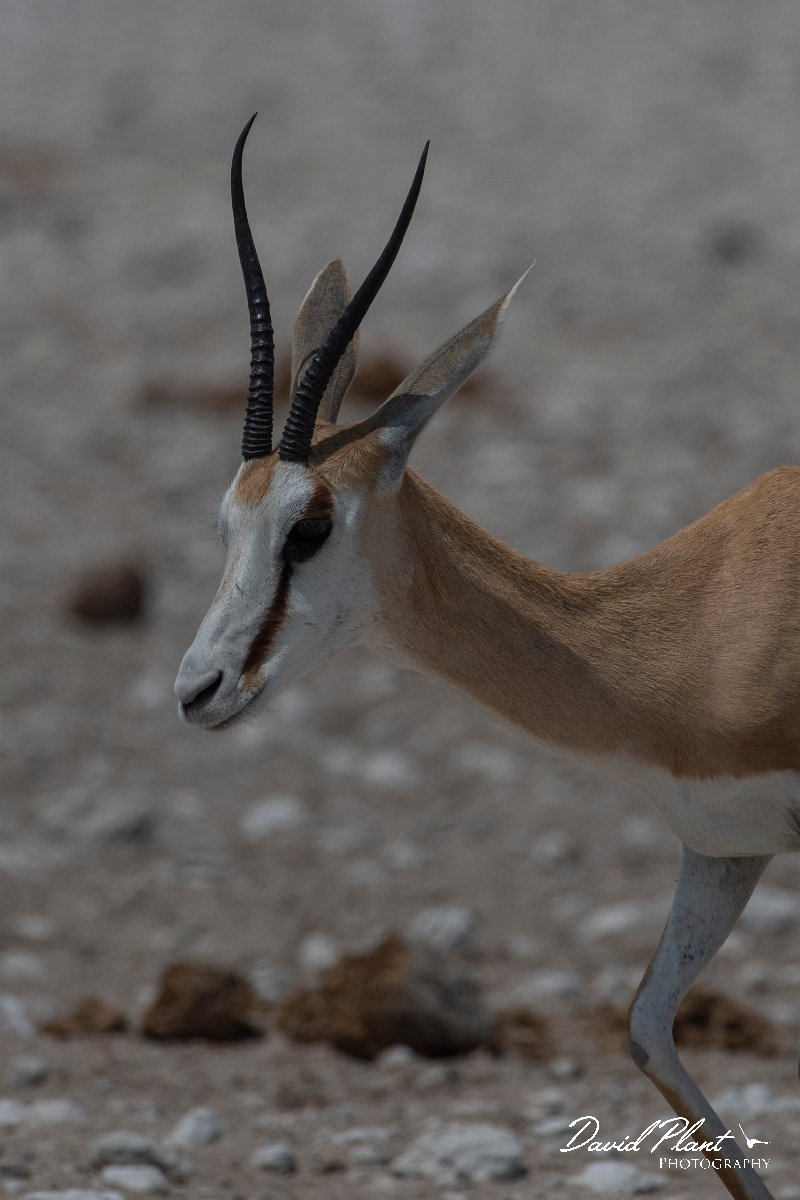 DPPhotography - Namibia - Springbok - C.jpg - Springbok female - Etosha National Park