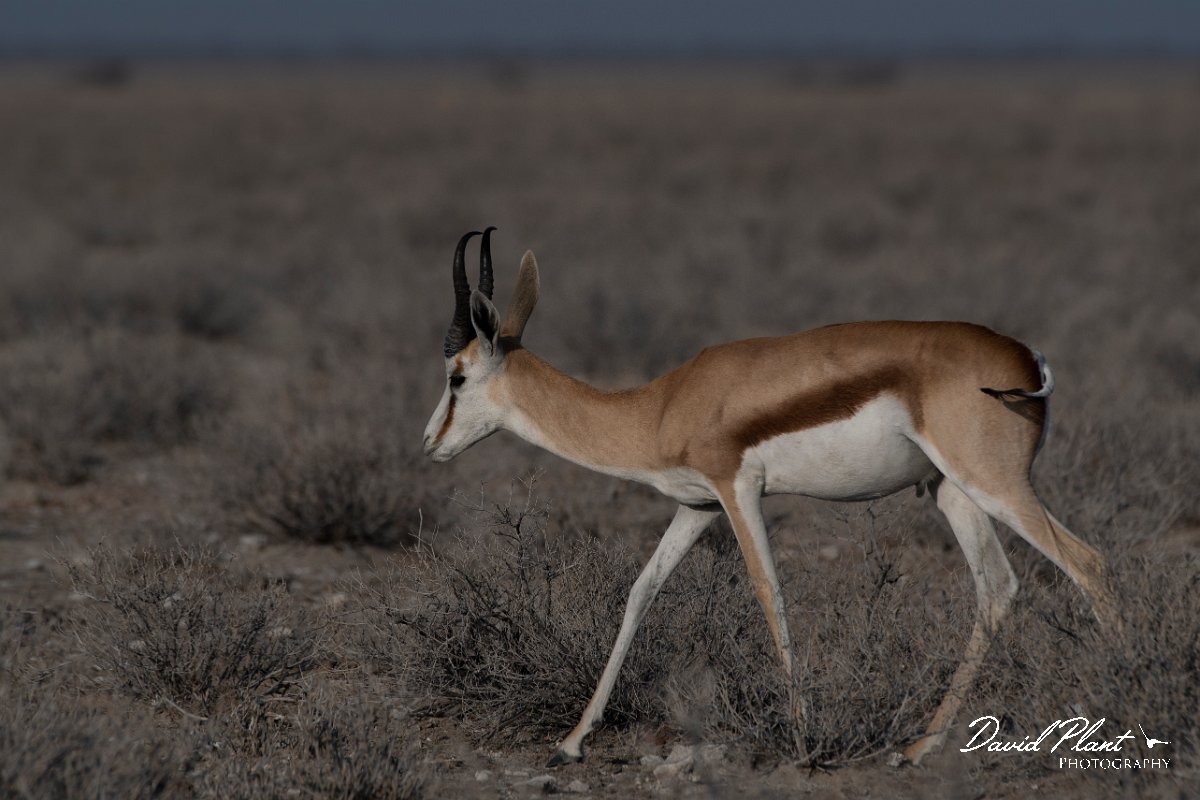 DPPhotography - Namibia - Springbok - D.jpg - Springbok male - Etosha National Park