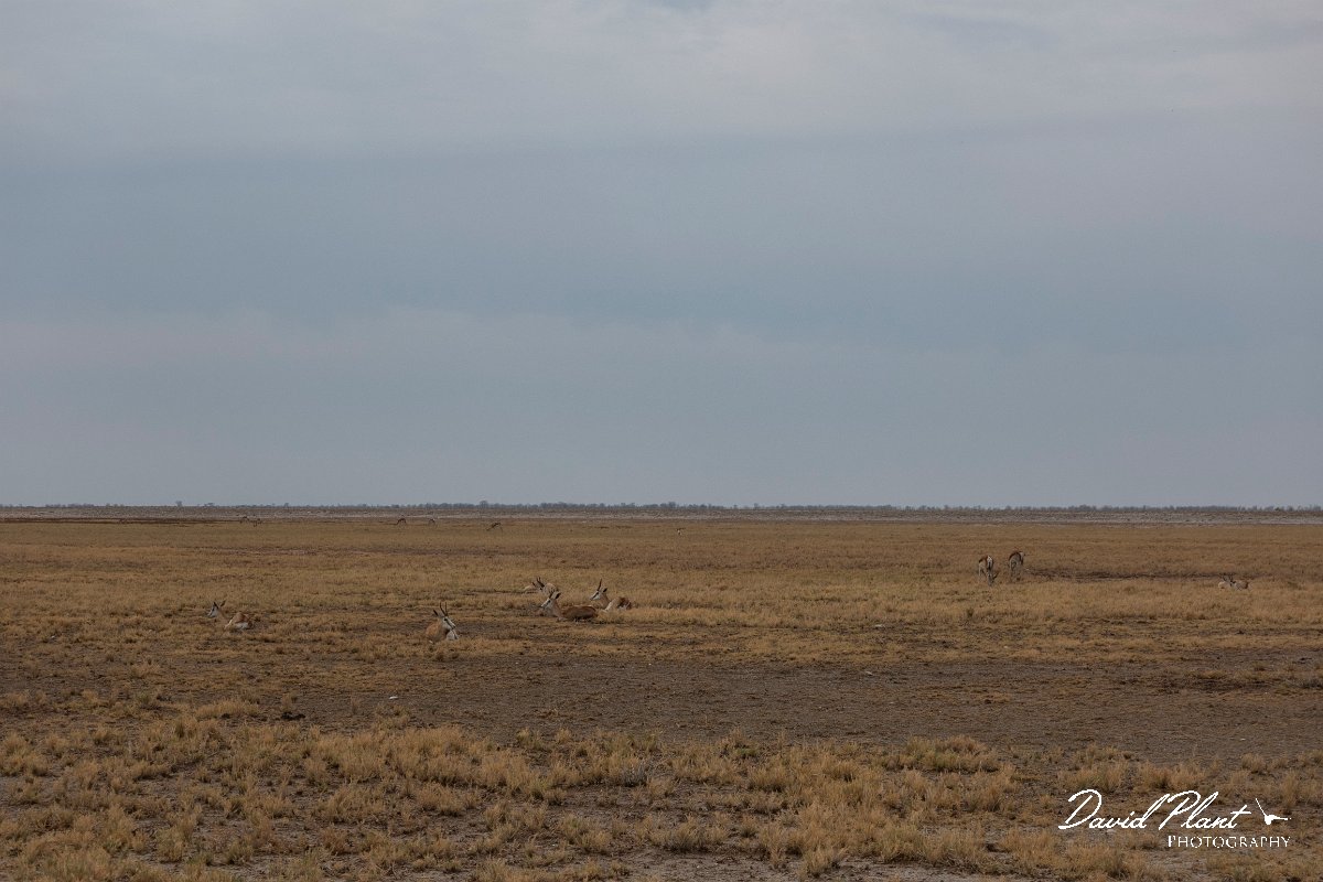 DPPhotography - Namibia - Springbok - F.jpg - Springbok - Etosha National Park