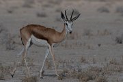 DPPhotography - Namibia - Springbok - A