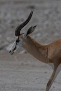 DPPhotography - Namibia - Springbok - B