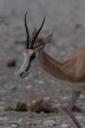 DPPhotography - Namibia - Springbok - C