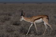 DPPhotography - Namibia - Springbok - D