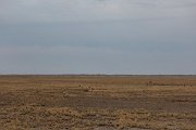 DPPhotography - Namibia - Springbok - F