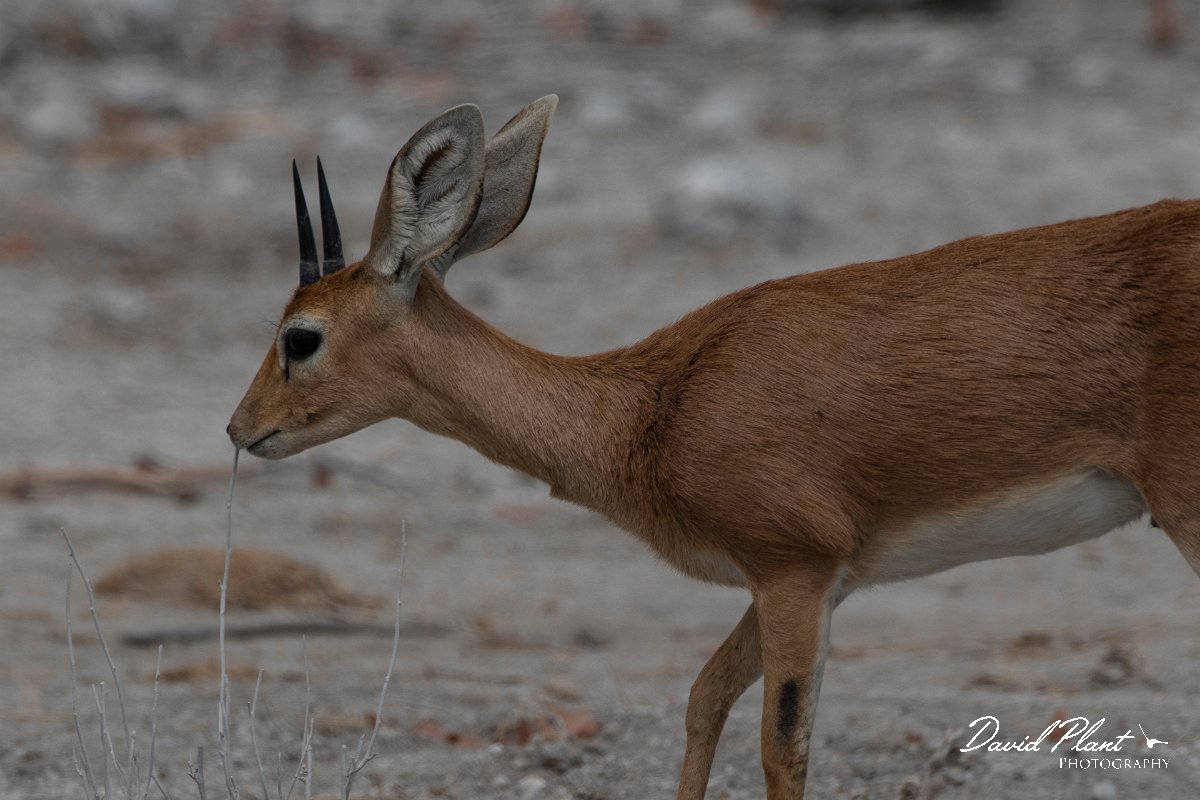 DPPhotography - Namibia - Steenbok - A.jpg - Steenbok - Etosha National Park
