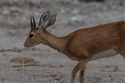 DPPhotography - Namibia - Steenbok - A
