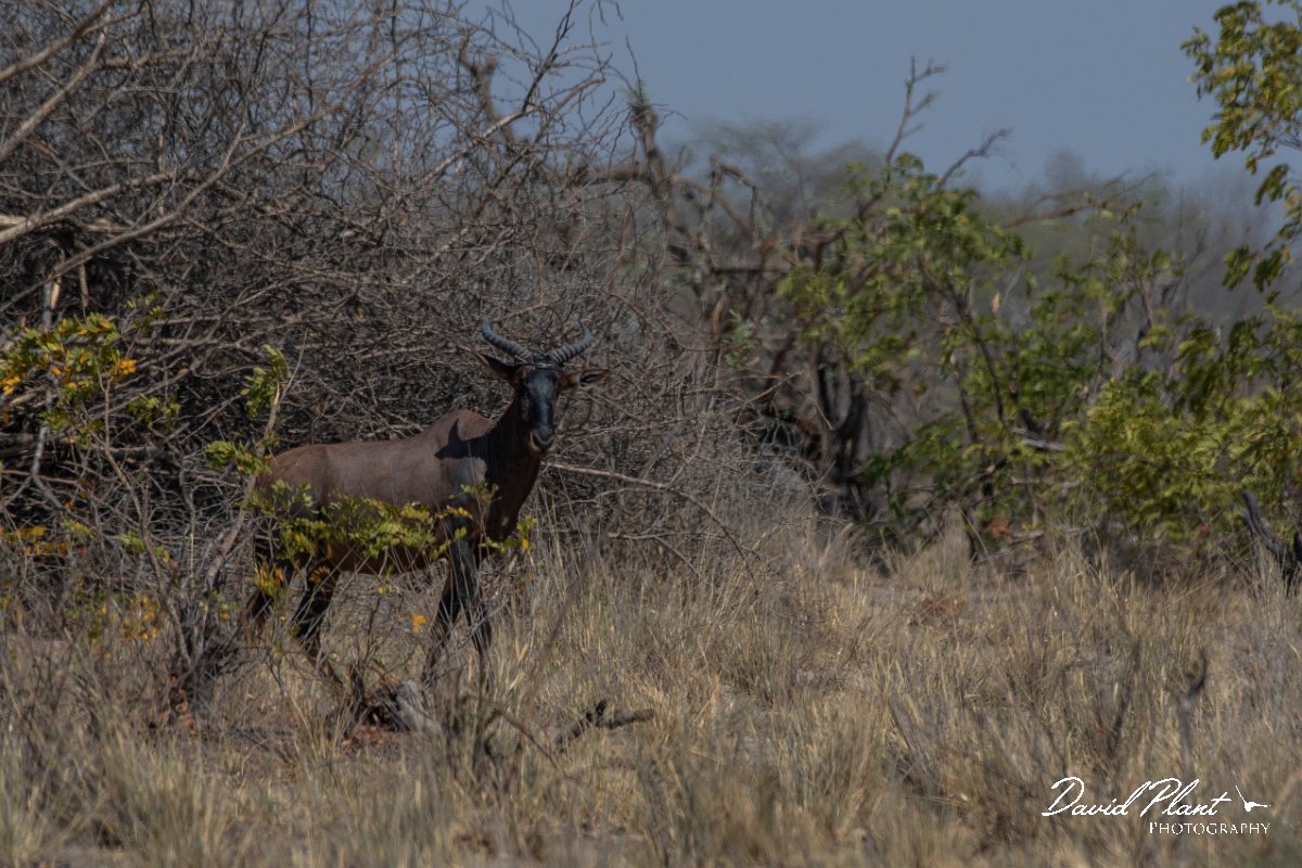 DPPhotography - Namibia - Tsessebe - A.jpg - Tsessebe - Mahango National Park