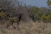 DPPhotography - Namibia - Tsessebe - A