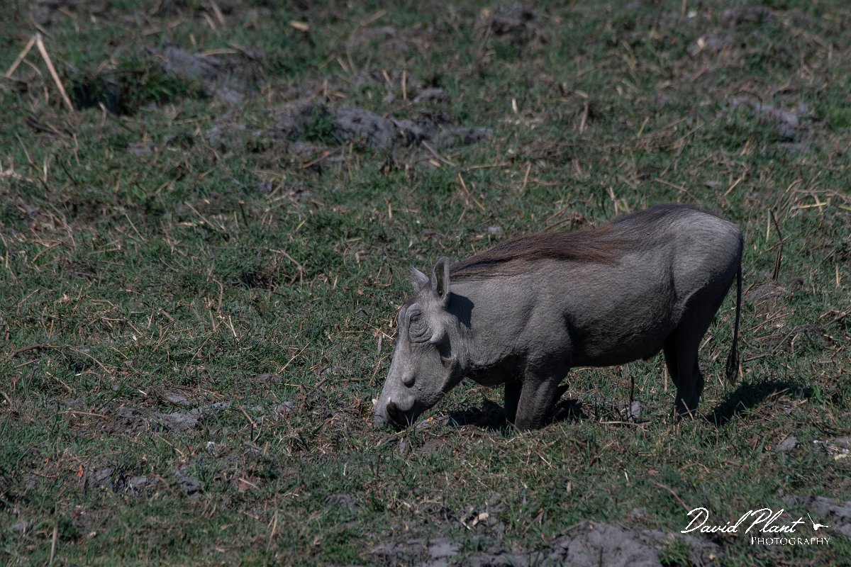 DPPhotography - Namibia - Warthog - A.jpg - Warthog - Buffalo Core Area