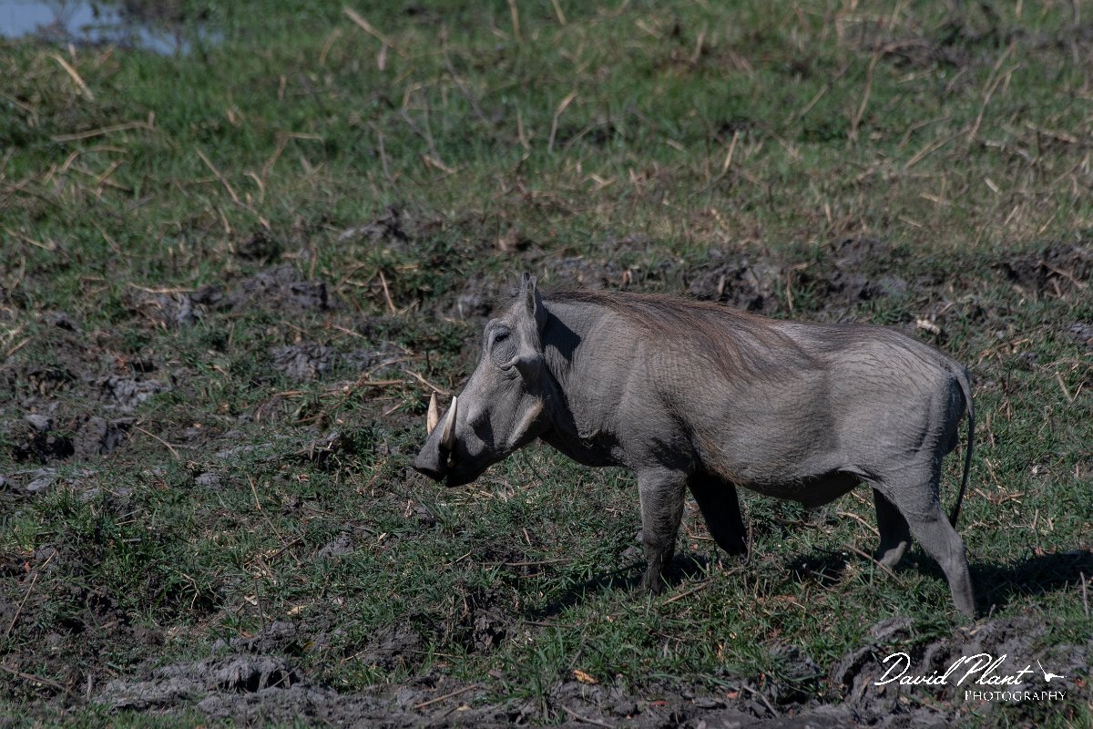 DPPhotography - Namibia - Warthog - B.jpg - Warthog - Buffalo Core Area