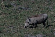 DPPhotography - Namibia - Warthog - A